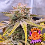 grape-gushers-strain-autoflower-seeds