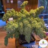 lemon-meringue-strain-autoflower-seeds