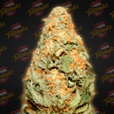 Biscotti_33Auto