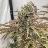 zapplewoodz-conscious-genetics