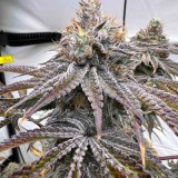 conscious-genetics-zapplez-2-0