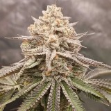 orange-runtz-cake-2-0-conscious-genetics_1