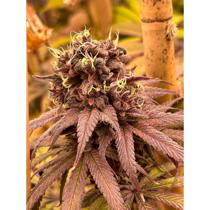 red-kachina-v2-feminized-cannabis-seeds