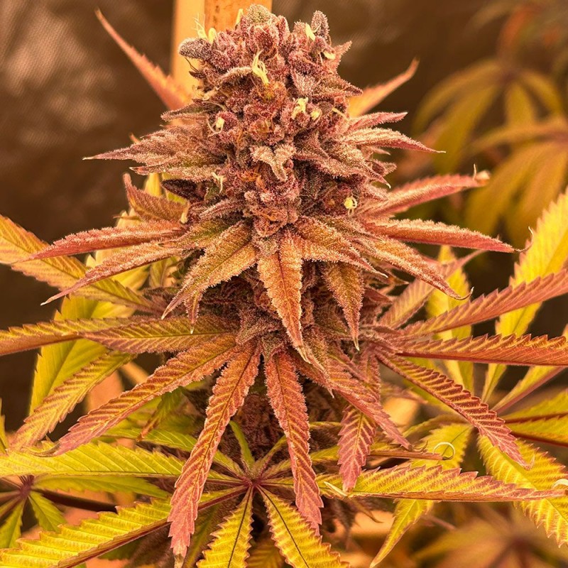 conscious-genetics-red-kachina-v2-feminised-cannabis-seeds