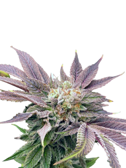 auto-muffin-genetics-izi_usa_2