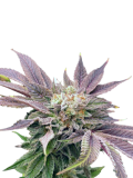 auto-muffin-genetics-izi_usa_2