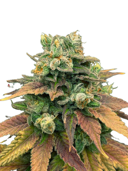 auto-tangie-genetics-izi_usa_3