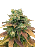 auto-tangie-genetics-izi_usa_3
