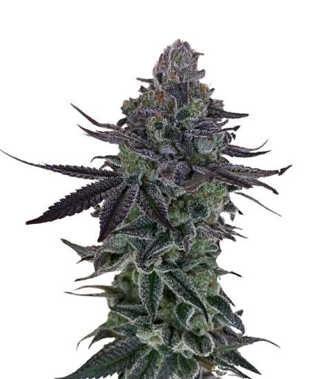 auto-zkittlez-genetics-izi_usa_2