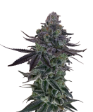 auto-zkittlez-genetics-izi_usa_2