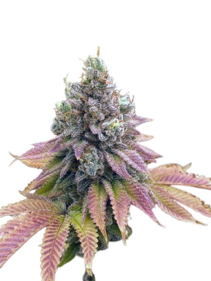 auto-strawberry-banana-genetics-izi_usa_2