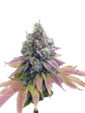 auto-strawberry-banana-genetics-izi_usa_2