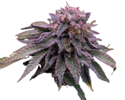 auto_hulk_og_genetics-e1707205737278