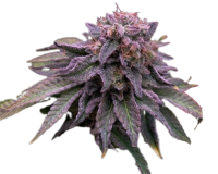 auto_hulk_og_genetics-e1707205737278