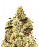 Auto-gelato-genetics