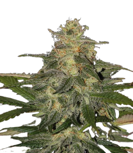 AUTO_MAZAR_genetics