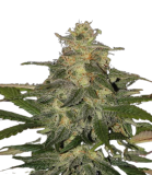 AUTO_MAZAR_genetics