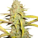 og-kush