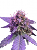 auto_caramel_cream