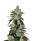 scout-878x1024