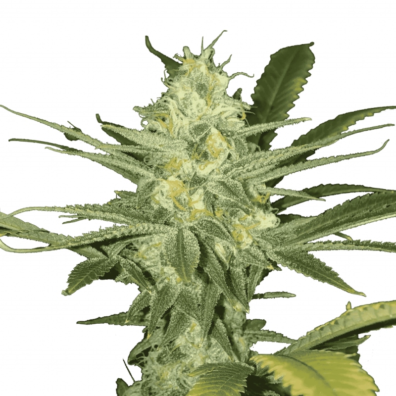 auto_White_Widow_genetics-2-1024x1024