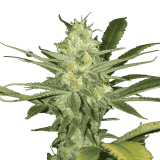 auto_White_Widow_genetics-2-1024x1024