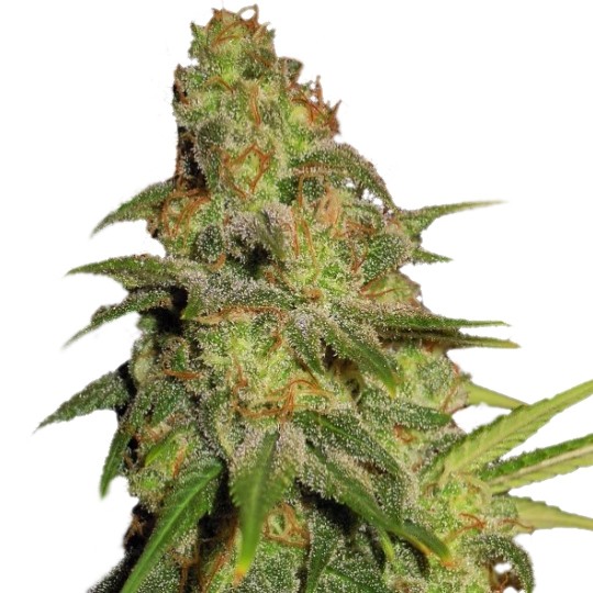 super-skunk