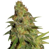 super-skunk