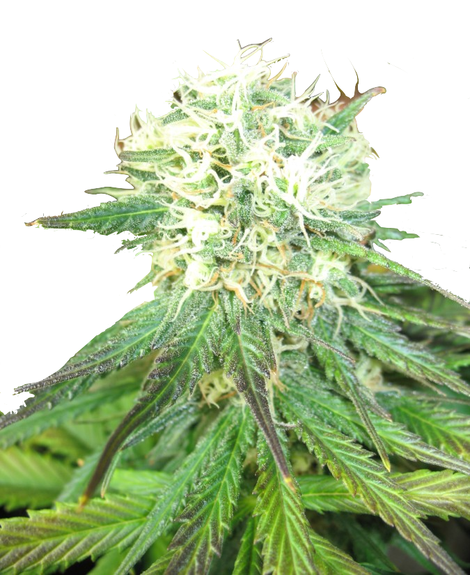 Auto_NL_genetics_2_no