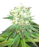 Auto_NL_genetics_2_no