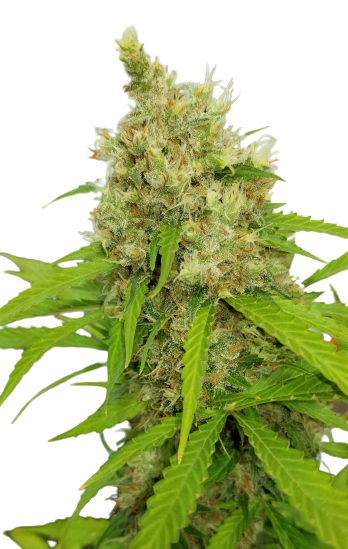 auto_mass_genetics