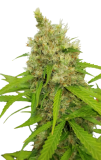 auto_mass_genetics
