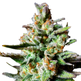 AUTO_DO_IZI_DOS_genetics