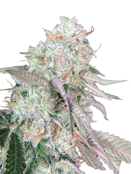 Auto_Color_Punch_genetics