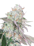 Auto_Color_Punch_genetics