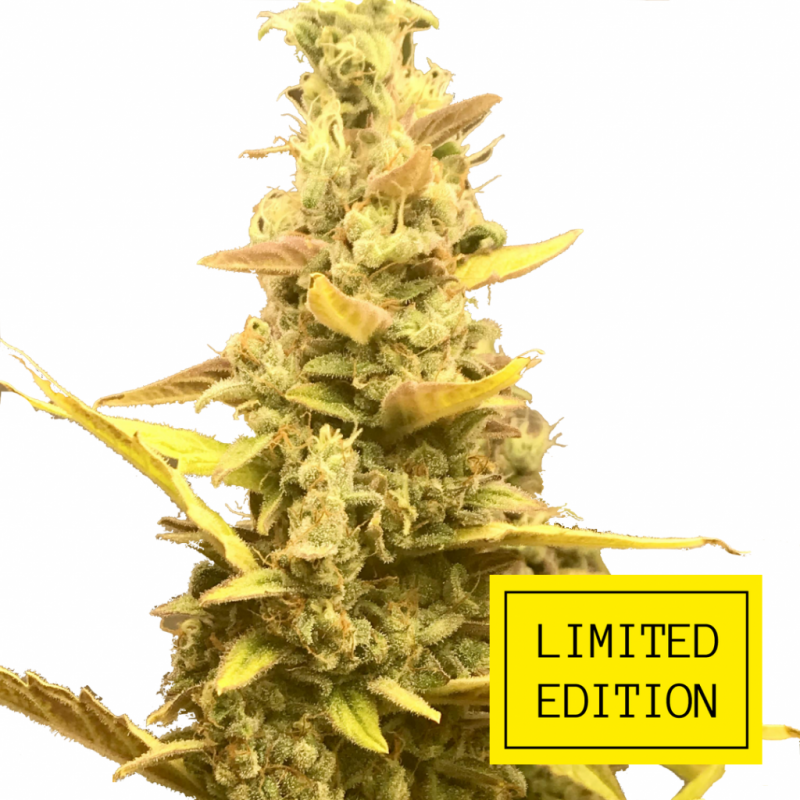 Auto_Choco_Skunk_genetics_2-1024x1024