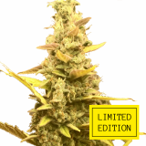 Auto_Choco_Skunk_genetics_2-1024x1024