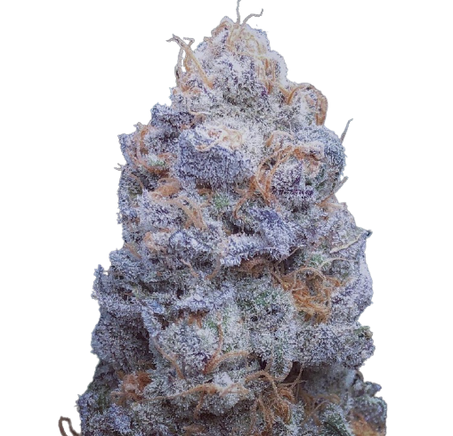 Auto_Cherry_Breath_genetics