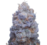 Auto_Cherry_Breath_genetics