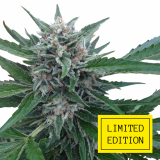 Auto_Cheese_Skunk_genetics_2-1024x1024