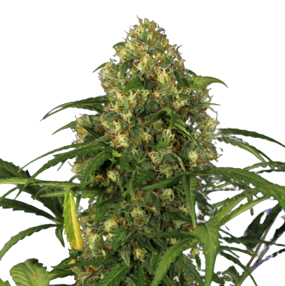auto_candy_xxl_genetics-e1687424219422