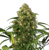 auto_candy_xxl_genetics-e1687424219422