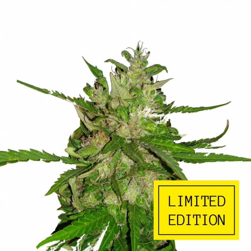 Auto_Blueberry_Cheese_genetics_2-1024x1024