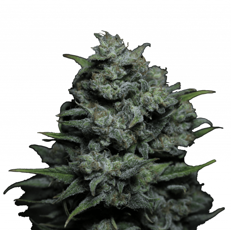 Auto_Big_Joy_genetics-3-1-1024x1022