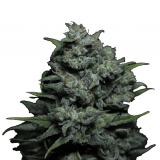 Auto_Big_Joy_genetics-3-1-1024x1022