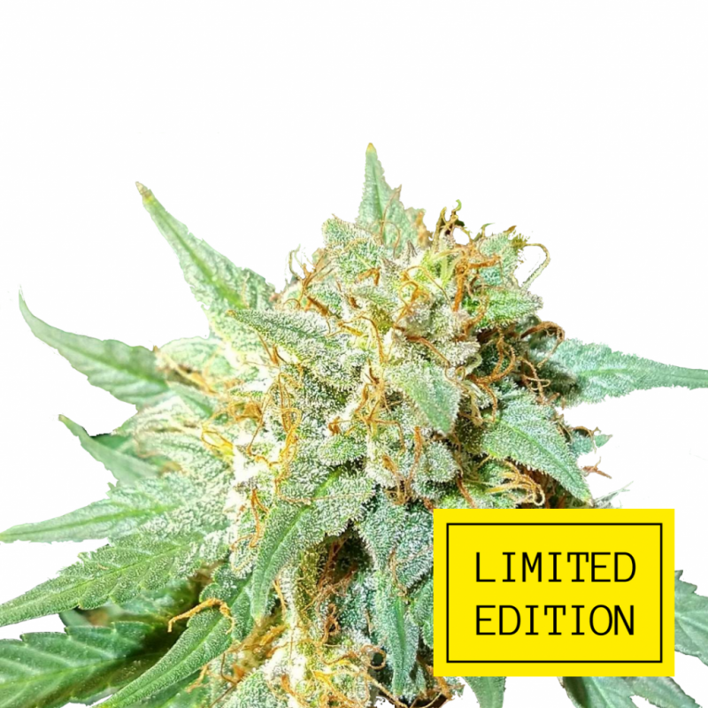 Auto_Amnesia_genetics_2-1024x1024