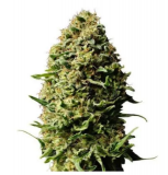 ak-xxl
