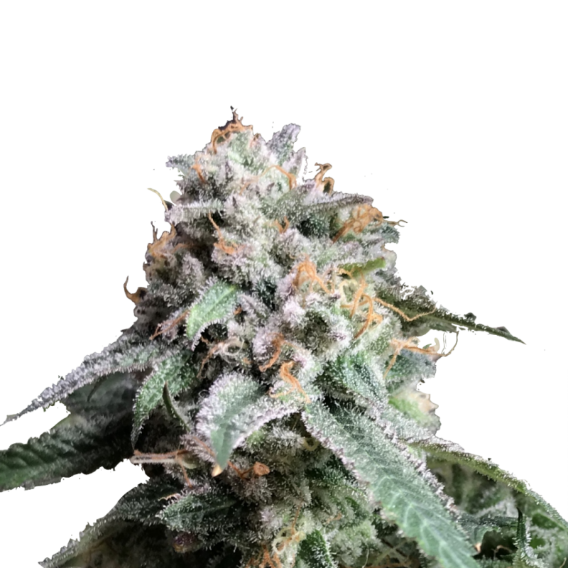 Auto_AK_47_genetics_no-1024x1024