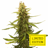 Auto_Afghan_genetics_2-1024x1024