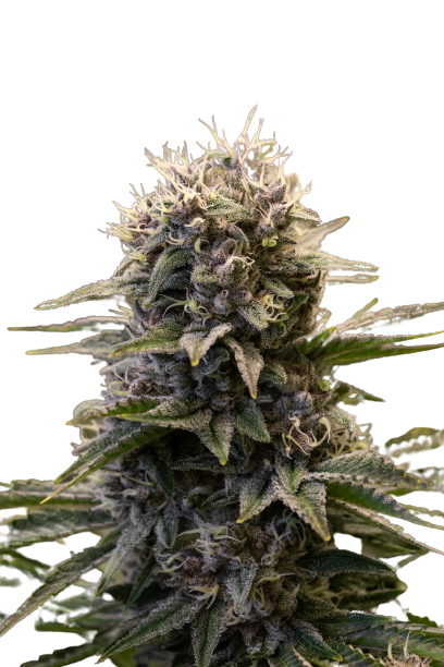 Black_Ultimate_genetics